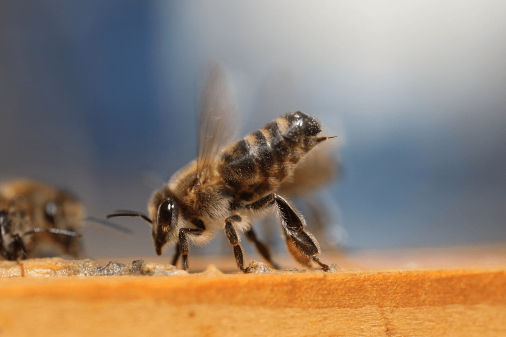 What to do When a Bee Swarm Attacks: 7 Proven Safety Tips Everyone Needs to Know